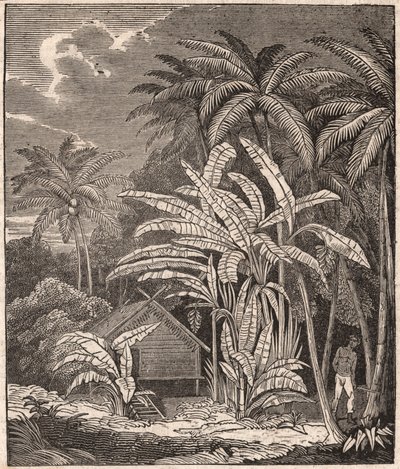 View of a Tropical Forest with Banana Trees by Unknown